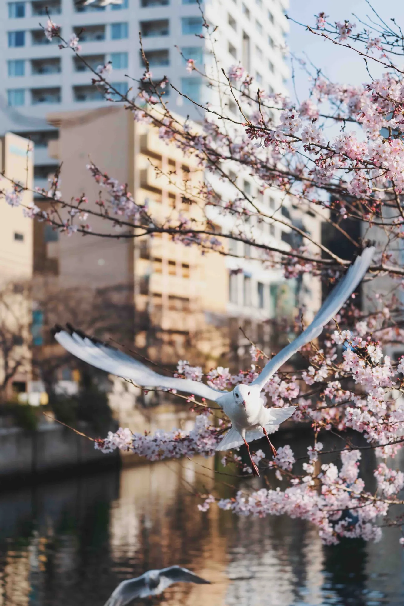 REC_036